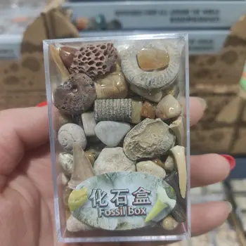 1 Kutu Karışık Cevher Örnekleri Bilim Mineral Kaya Müzesi Öğretim Çakıl Numune Malzemeleri Doğal Taş