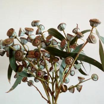 5 adet Okaliptüs Kurutulmuş Çiçek Doğal Bitki Gerçek Çiçek Ev Dekorasyon Çiçek Sanat Kurutulmuş Çiçek Kurutulmuş Meyve