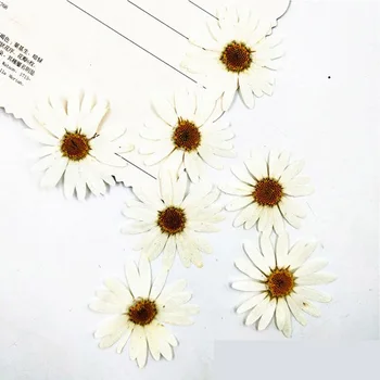 60 adet Preslenmiş Kurutulmuş Beyaz Pericallis Hybrida Çiçek Bitki Herbaryum Takı Kartpostal Davetiye Kartı telefon kılıfı İmi DIY