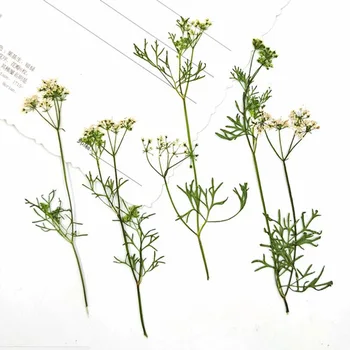 60 adet Preslenmiş Kurutulmuş Kişniş Çiçek Çim Bitki Herbaryum Takı Imi Kartpostal telefon kılıfı Davetiye Kartı DIY